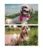 Photos supplémentaires: Chiots Shih Tzu incroyablement beaux