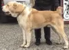 Photos supplémentaires: Vente de chiots de berger d'Asie centrale