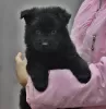 Photos supplémentaires: Chiot berger allemand, garçon aux cheveux longs noir, Champion du Monde