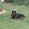 Photo №4. Je vais vendre rottweiler en ville de Villingen-Schwenningen. éleveur - prix - Gratuit