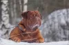 Photo №4. Accouplement dogue de bordeaux en Fédération de Russie. Annonce № 87011