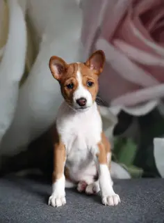 Photo №1. basenji - à vendre en ville de Gomel | 632€ | Annonce №1167