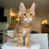 Photo №4. Je vais vendre maine coon en ville de Yuma. annonce privée - prix - 379€