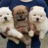 Photo №1. chow-chow - à vendre en ville de Los Angeles | Gratuit | Annonce №17537