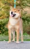 Photo №1. shiba - à vendre en ville de Москва | négocié | Annonce №12120