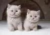 Photo №1. british shorthair - à vendre en ville de Васа | Gratuit | Annonce № 130640