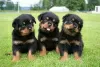 Photo №1. rottweiler - à vendre en ville de Šeduva | 450€ | Annonce №75516