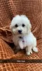 Photo №3. Chiots Cavachon. USA