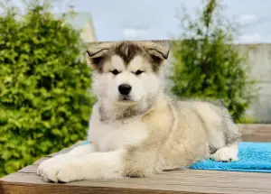 Photo №1. malamute de l'alaska - à vendre en ville de Minsk | Négocié | Annonce №2455