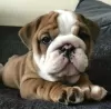 Photo №1. bulldog anglais - à vendre en ville de Nyon | négocié | Annonce №42091