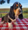 Photo №1. basset hound - à vendre en ville de Drama | 300€ | Annonce №114383