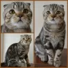 Photo №1. scottish fold - à vendre en ville de Москва | 433€ | Annonce № 25258