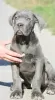 Photo №1. cane corso - à vendre en ville de Vršac | négocié | Annonce №75320