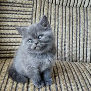 Photo №4. Je vais vendre british longhair, british shorthair en ville de Minsk. annonce privée - prix - 64€