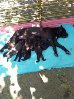 Photos supplémentaires: Chiots Cane Corso