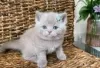 Photo №2 de l'annonce № 126792 de la vente british shorthair - acheter à Allemagne annonce privée