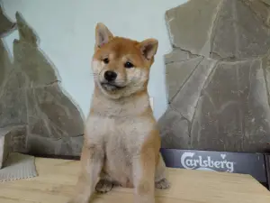 Photo №1. shiba - à vendre en ville de Voronezh | 503€ | Annonce №4580