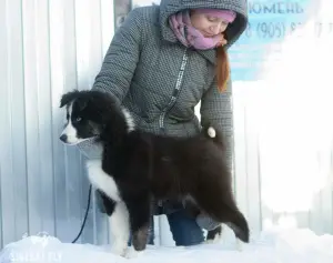 Photo №2 de l'annonce № 4488 de la vente laika de iakoutie - acheter à Fédération de Russie éleveur