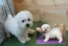 Photos supplémentaires: Adorables chiots Bichon Frise prêts à emménager dans une nouvelle maison