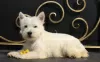 Photo №2 de l'annonce № 51362 de la vente west highland white terrier - acheter à Fédération de Russie annonce privée, de la fourrière, éleveur