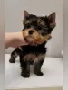 Photo №4. Je vais vendre yorkshire terrier en ville de Ufa. annonce privée, éleveur - prix - 553€