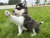 Photo №1. alaskan klee kai, malamute de l'alaska - à vendre en ville de Афины | 400€ | Annonce №44912