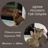 Photo №2 de l'annonce № 33079 de la vente petit chien russe - acheter à Fédération de Russie annonce privée, de la fourrière, de l'abri, éleveur