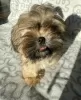 Photo №1. shih tzu - à vendre en ville de Ozorków | 287€ | Annonce №35917