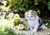 Photo №1. scottish fold - à vendre en ville de Рускеала | Gratuit | Annonce № 12214