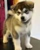 Photo №1. malamute de l'alaska - à vendre en ville de Himalanpohja | négocié | Annonce №54775