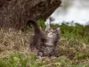 Photos supplémentaires: Chatons Maine Coon