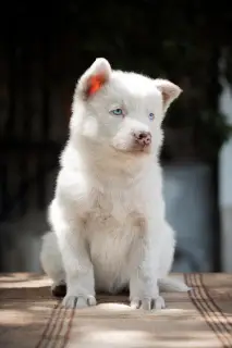 Photos supplémentaires: Un chiot du husky Yakut attend les pères et les mères les plus attentionnés. Le