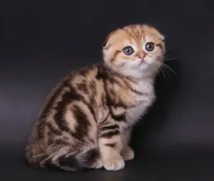 Photo №1. scottish fold - à vendre en ville de Astana | 271€ | Annonce № 489