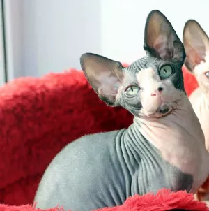 Photo №1. sphynx - à vendre en ville de Mogilyov | 537€ | Annonce № 5979