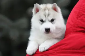 Photo №3. Husky sibérien. Fédération de Russie