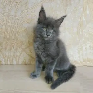 Photo №1. maine coon - à vendre en ville de Koursk | 644€ | Annonce № 3656