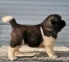 Photos supplémentaires: Akita américain, chiots disponibles