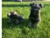 Photo №1. schnauzer miniature - à vendre en ville de Auckland | 500€ | Annonce №57005