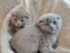 Photo №1. scottish fold - à vendre en ville de Антверпен | Gratuit | Annonce № 120413