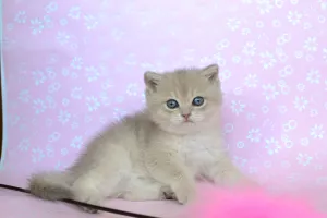 Photo №4. Je vais vendre british shorthair en ville de Bryansk. éleveur - prix - négocié