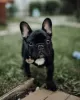 Photos supplémentaires: Magnifiques chiots bouledogue français à vendre mâle et femelle