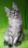 Photo №4. Je vais vendre maine coon en ville de Barnaul. de la fourrière - prix - négocié