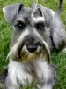 Photo №1. schnauzer miniature - à vendre en ville de Lviv | 450€ | Annonce №48690