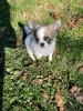 Photo №1. chihuahua - à vendre en ville de Jönköping | 410€ | Annonce №13388