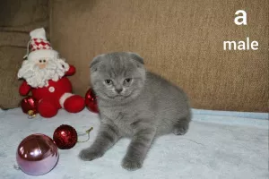 Photo №1. scottish fold - à vendre en ville de Dnipro | Négocié | Annonce № 5819