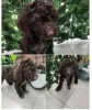 Photos supplémentaires: Chiots Lagotto Romagnolo à vendre