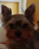 Photo №1. yorkshire terrier - à vendre en ville de Литвинов | 407€ | Annonce №105017