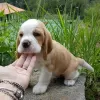 Photo №1. beagle - à vendre en ville de Франкфурт-на-Майне | 478€ | Annonce №128463