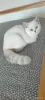 Photo №4. Je vais vendre british shorthair en ville de Kiev. éleveur - prix - 1442€