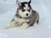 Photo №2 de l'annonce № 9373 de la vente husky de sibérie - acheter à Fédération de Russie de la fourrière